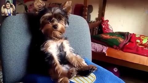 Crazy Funny and cute animals videos