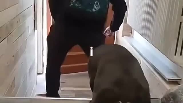 How many points out of 10 would you give this funny video