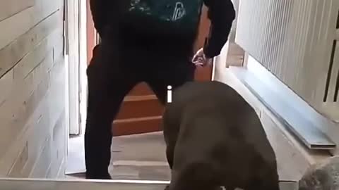 How many points out of 10 would you give this funny video