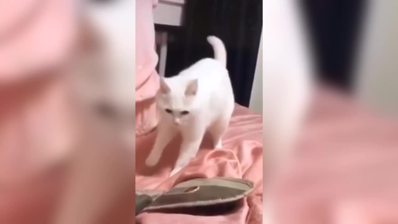 Beatboxing cat