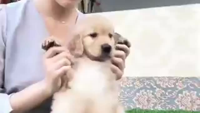 Funny Puppies And Cute Puppy Videos 2022