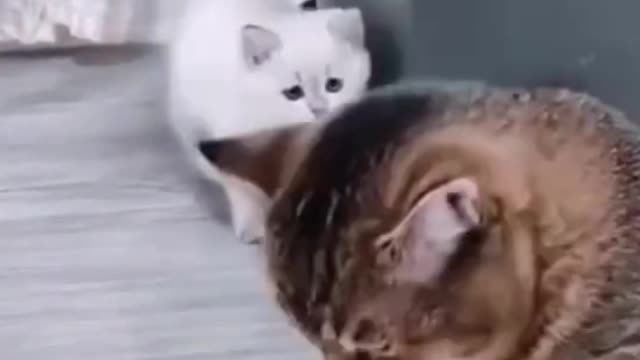 Funny Little brother cat false to scar his Big brother cat