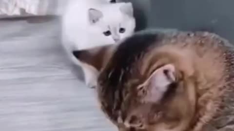 Funny Little brother cat false to scar his Big brother cat