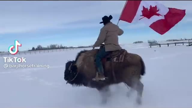 Now That's Canada. Buffalo Riding for Freedom