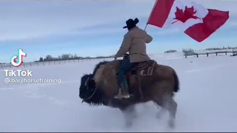 Now That's Canada. Buffalo Riding for Freedom