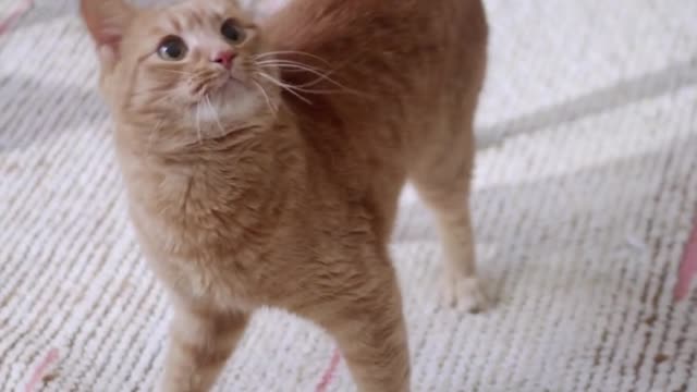 Cute Cat Turn around.