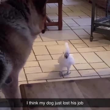 "Fowl Play: When Birds Bark Like Dogs!"