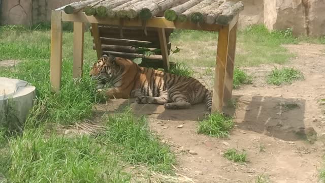 The big tiger enjoys the shade in the shade!