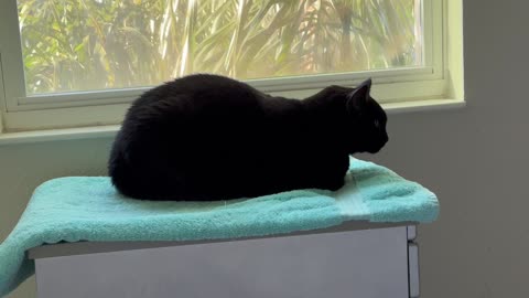 Cute Precious Piper Gets Situated in Her Spa - Adopting a Cat from a Shelter Vlog