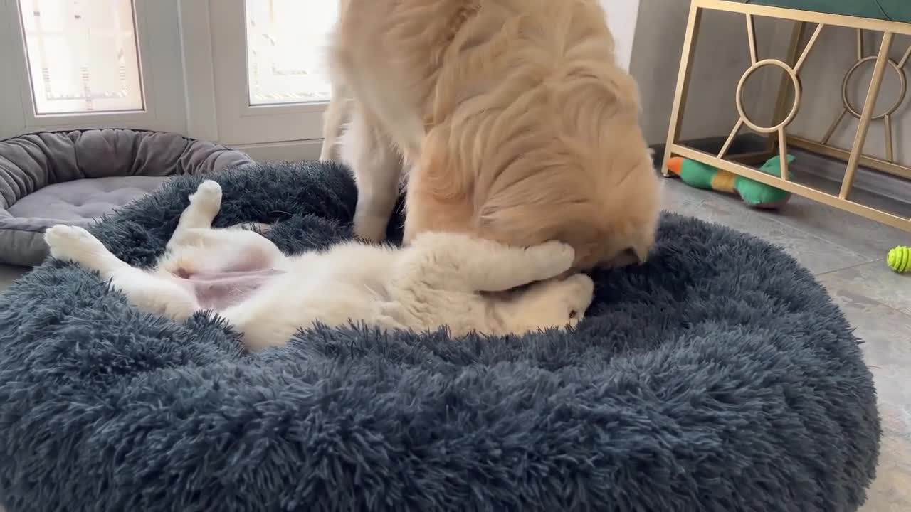 Golden Retriever Confused by Puppy Occupying his Bed when she has her own