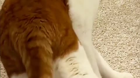 Cute cat viral videos