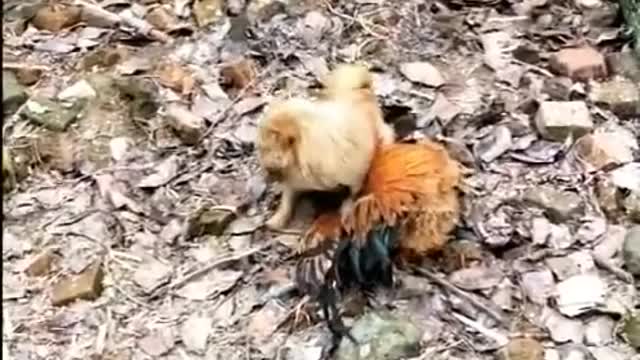 Chicken and dog fight