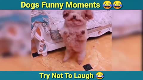 Dog funny and hilarious moments Compilation