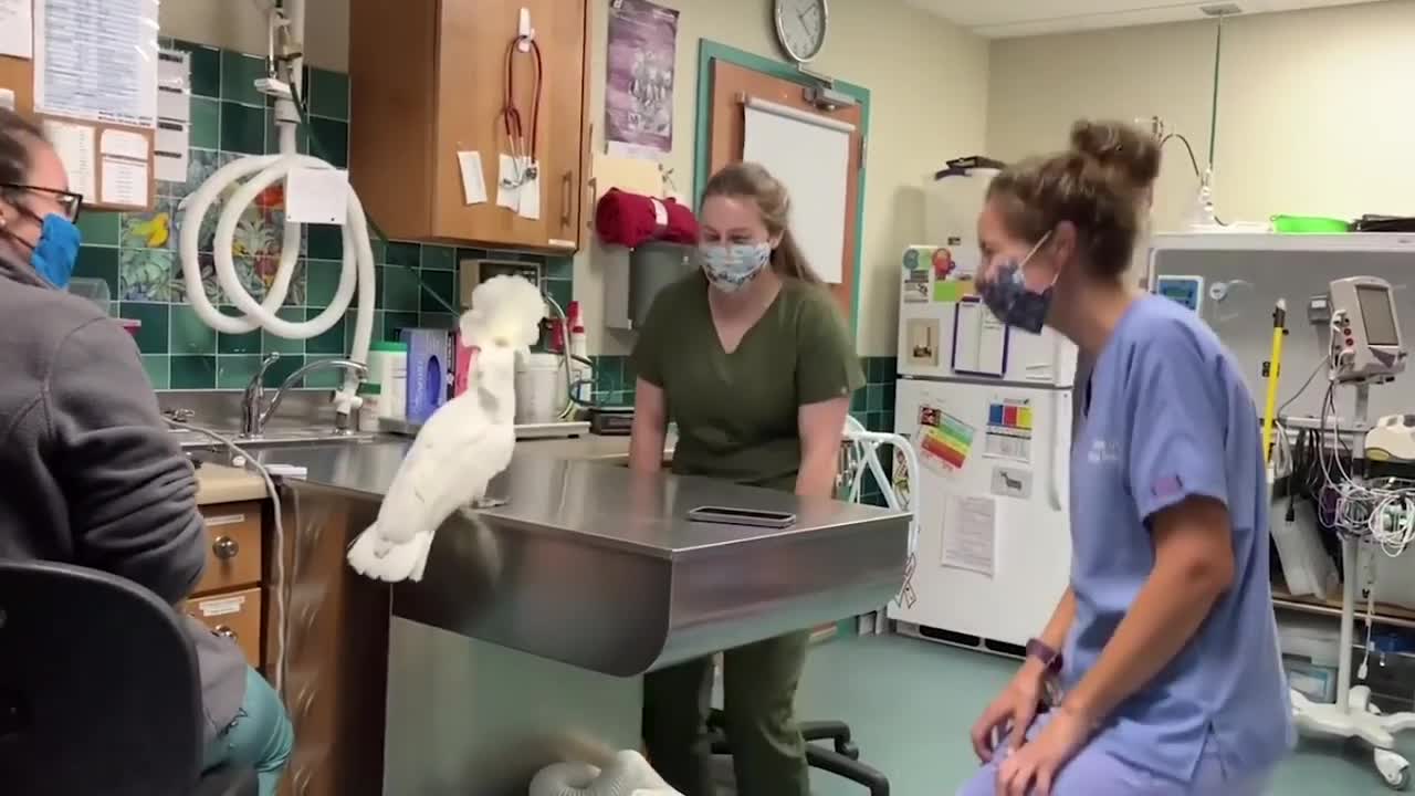 Wow Gorgeous cockatoo says "hello" over and over