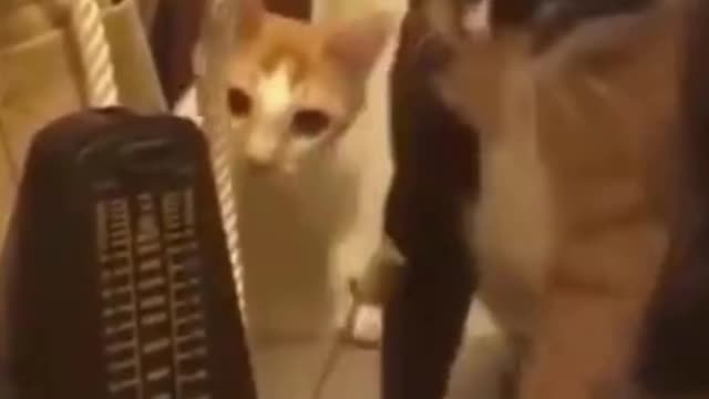 PETS NEVER LIE ABOUT LOVE-17 #shorts