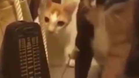 PETS NEVER LIE ABOUT LOVE-17 #shorts