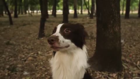 Crazy funny dogs videos 2022