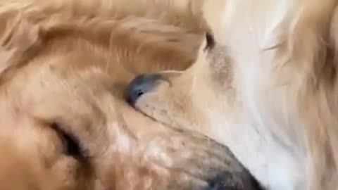 golden retrievers stand off over ball #shorts