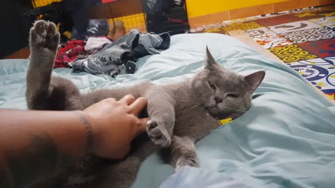 Chilltime with Pip