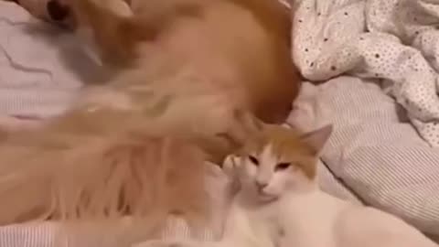 ❤️😹 Funniest Animals 😹 - Best Of 🙊❤️ Funny Animal Videos Ep 39 #Shorts#Pets ❤️