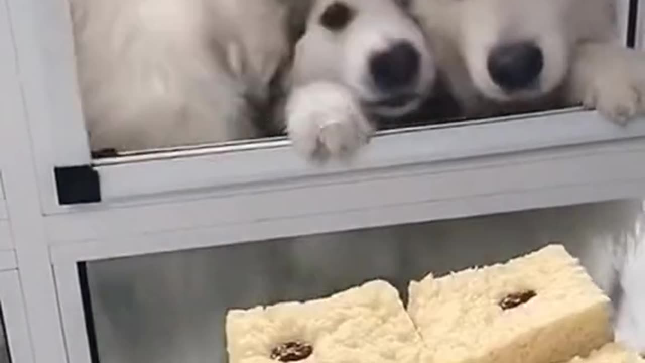 Cute dogs