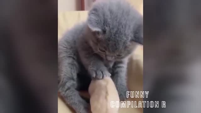 Funny Animals! Funny Cats! Funny Videos! # Short