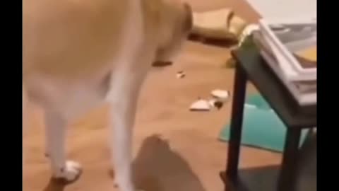 Instagram funny dog video🐕 😂😂