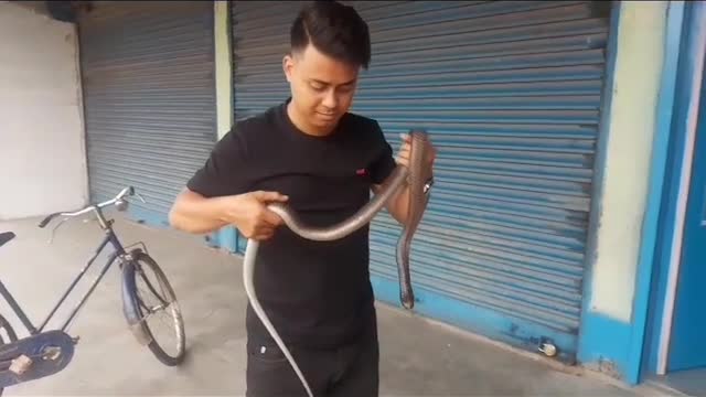 Cobra can be a pet