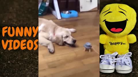 Funny videos of animals will make you laugh