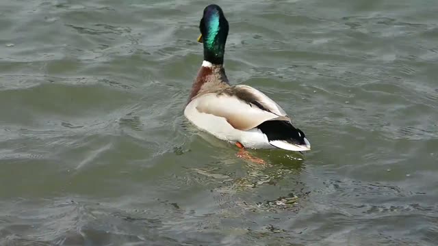 Ducks play in the lake