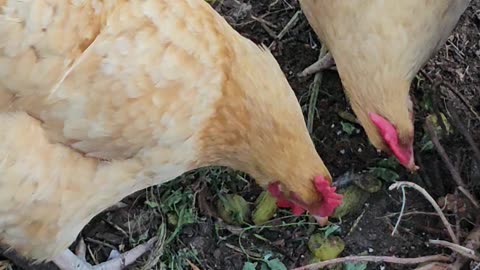 OMC! Happy little chickens working hard for pickles! 🐔❤️🥒 #happy #chickens #pickels #treat #shorts