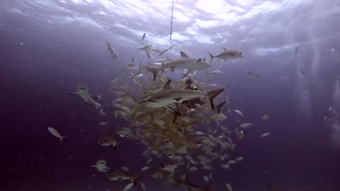 Scuba diver consumed by shark invested bait ball