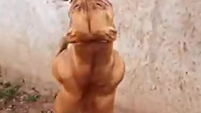 Dog training pitbool videos super dog