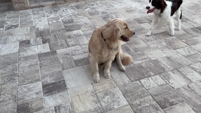 Golden Retriever and Springer Spaniel Puppies Play on Patio