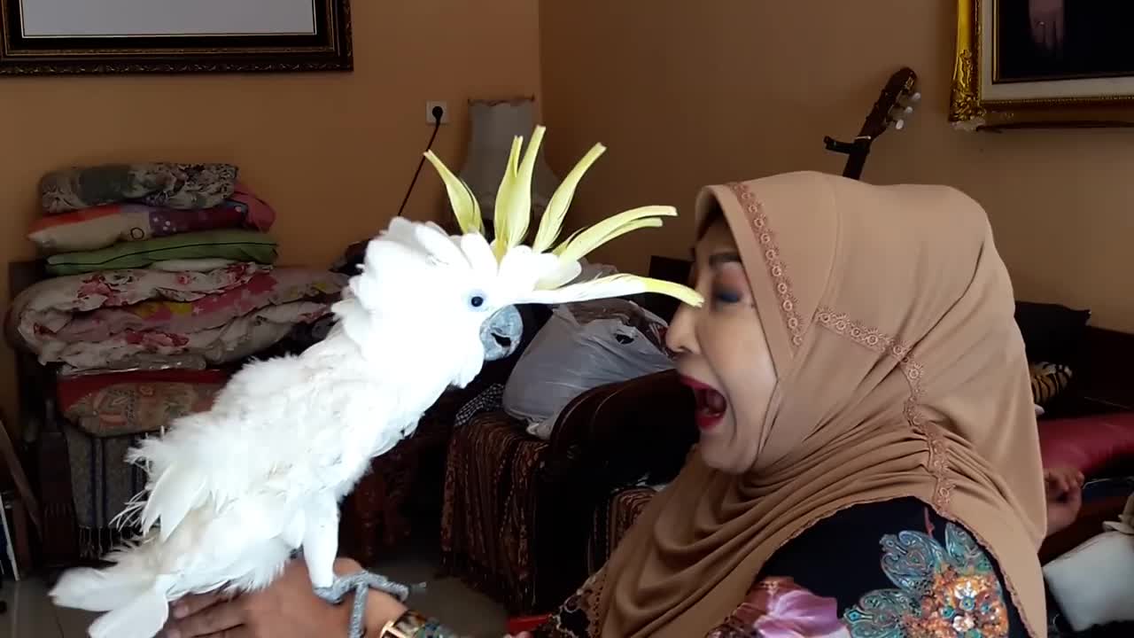 cute old geezer bird who is good at talking Assalamualaikum