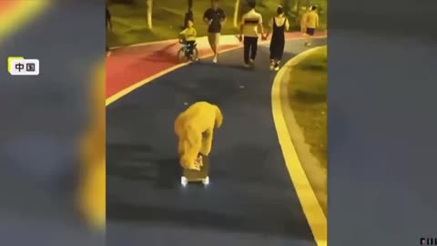 Doggy was taught to ride a bike and skateboard