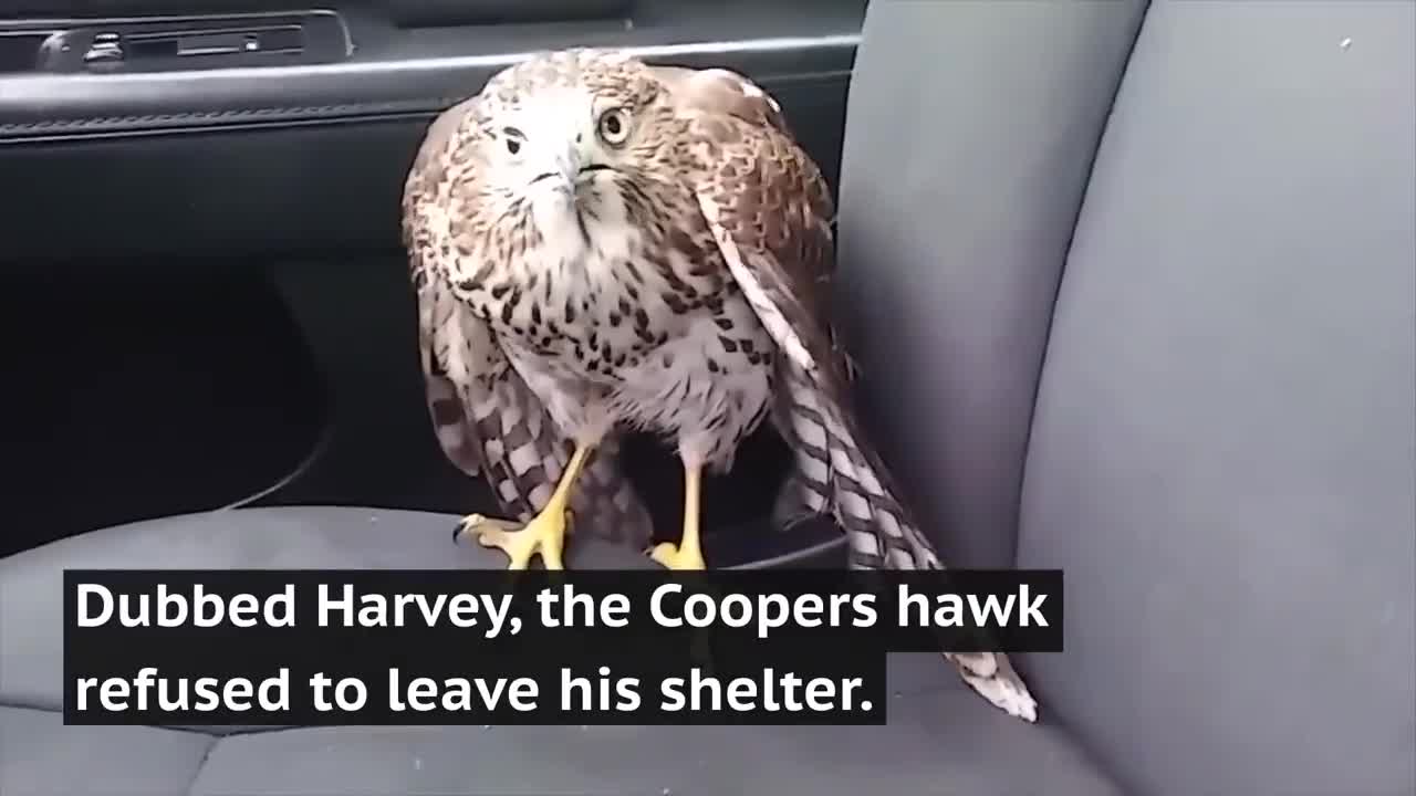 Hawk hides from Hurricane Harvey in taxi, refuses to leave