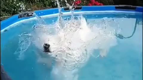 Cute dog jump