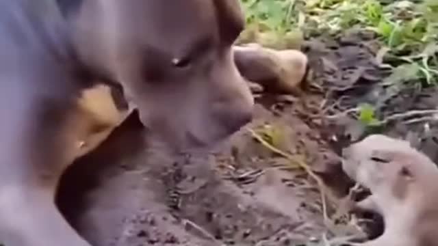 Boring Dog