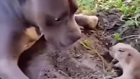 Boring Dog