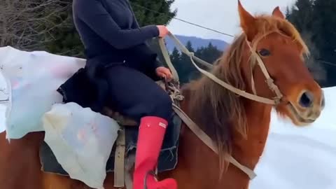 Beautiful Horse