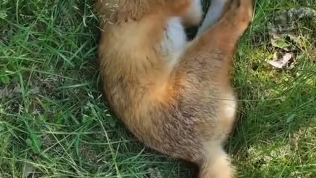 The fox is fast asleep in the grass.