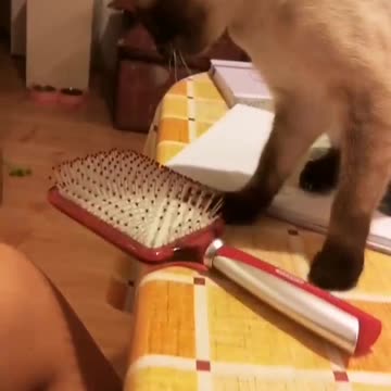 Cat is playing with my stuff