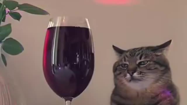 the beautiful cat enjoying vodka after breakup