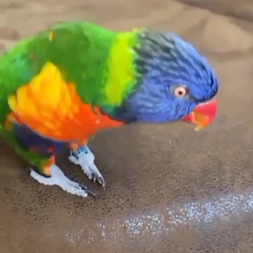 Wonderful parrot dance at home