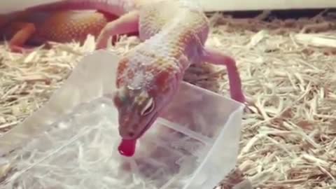 The leopard print gecko is actually cute