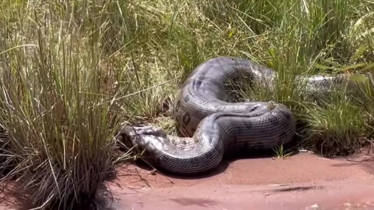 giant snake regurgitating another snake 😱😱😱😱