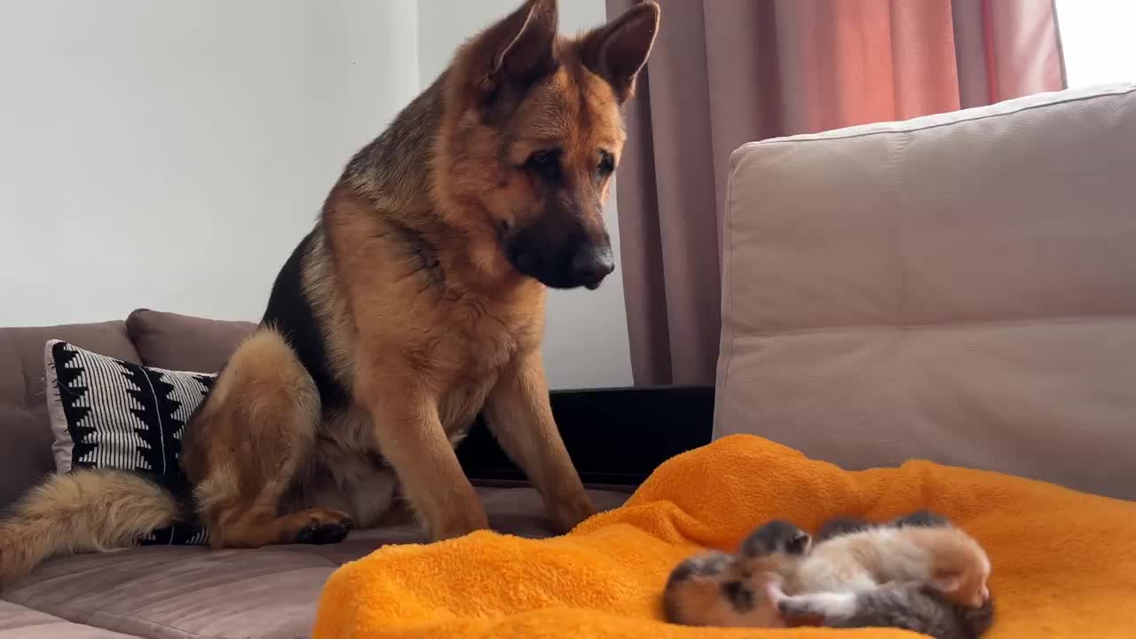 Cute baby dog | Shepherd and Baby Kittens