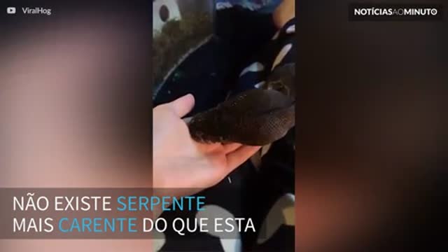 Conheça a cobra mais carente de todas