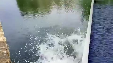 Funny video